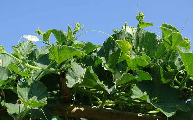 Bottle Gourd reference