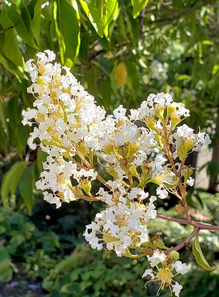 Lagerstroemia fauriei reference