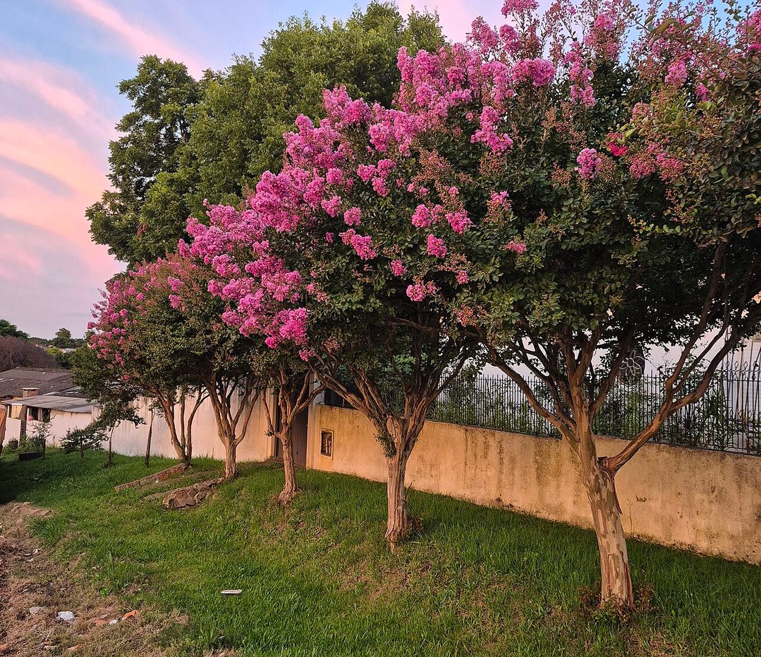 Lagerstroemia indica reference