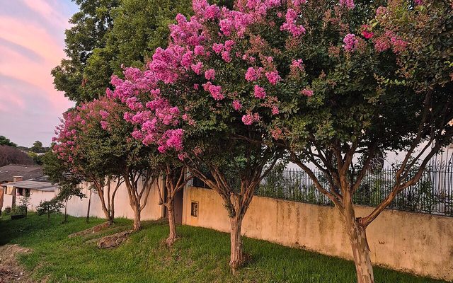 Common Crepe Myrtle reference