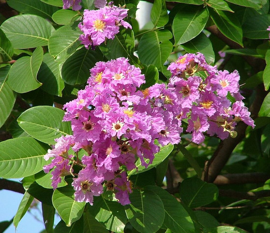 Lagerstroemia speciosa reference