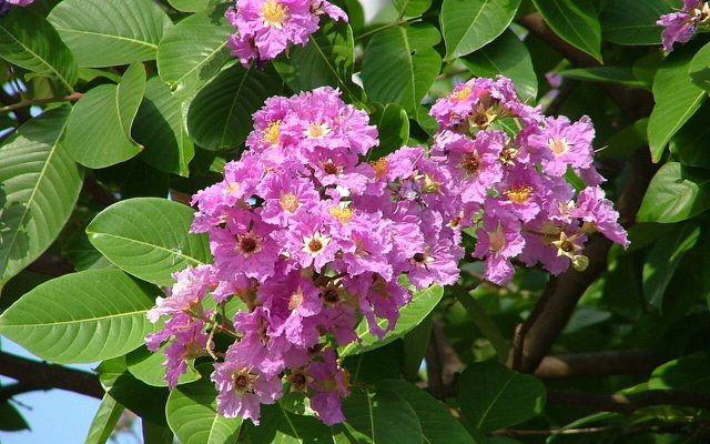 Queen's Crepe Myrtle reference