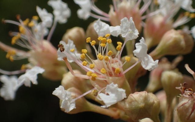 Taiwan Crepe Myrtle reference
