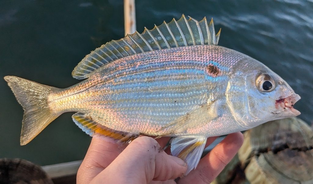 Pinfish reference