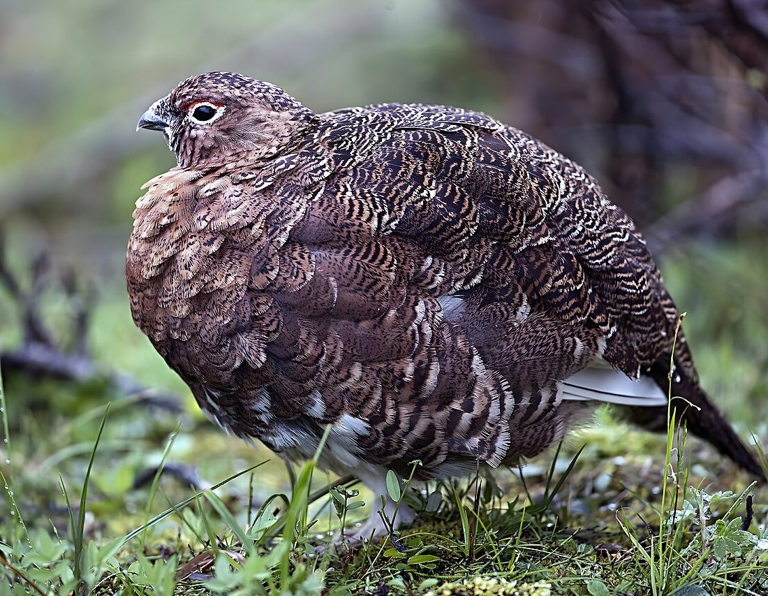 Willow Ptarmigan reference