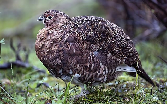 Willow Ptarmigan reference