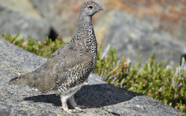 White-tailed Ptarmigan reference