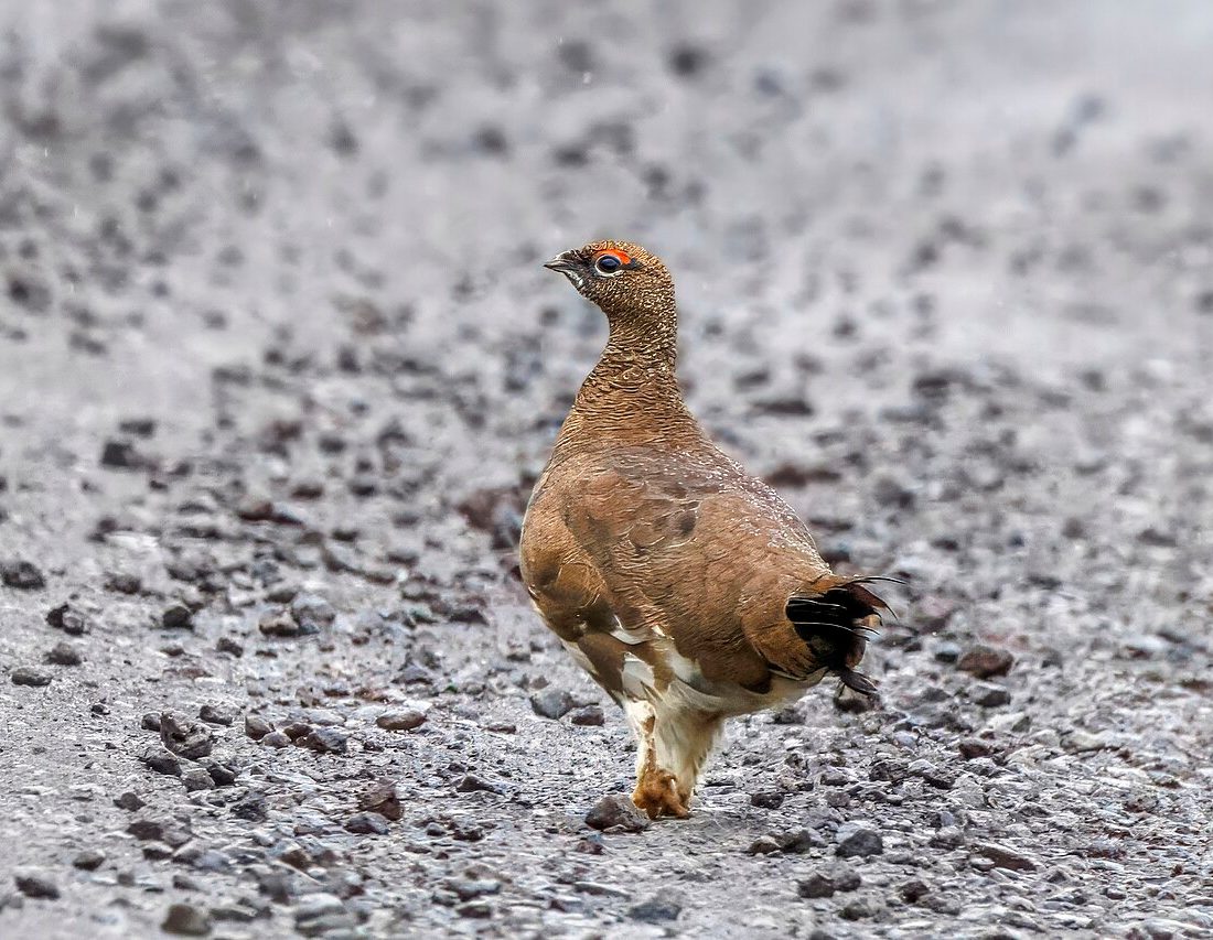 Rock Ptarmigan reference