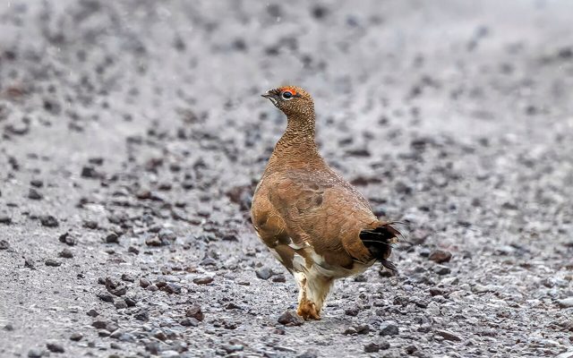 Rock Ptarmigan reference