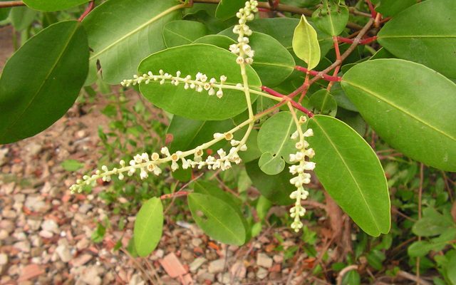 White Mangrove reference