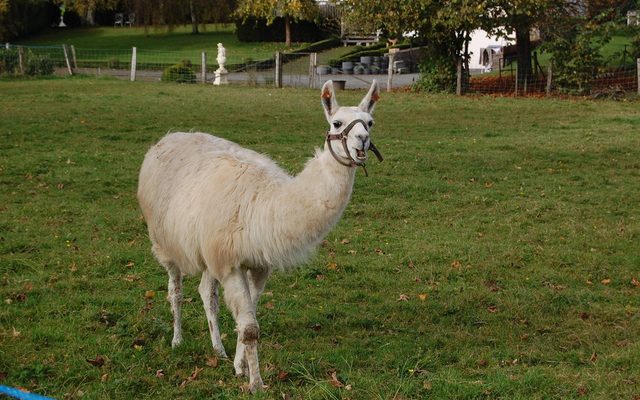 Llama reference