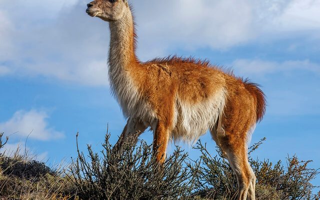 Guanaco reference