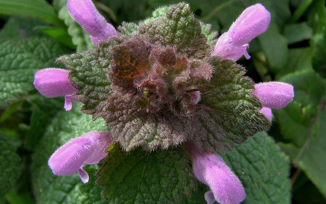 Red Dead-nettle reference