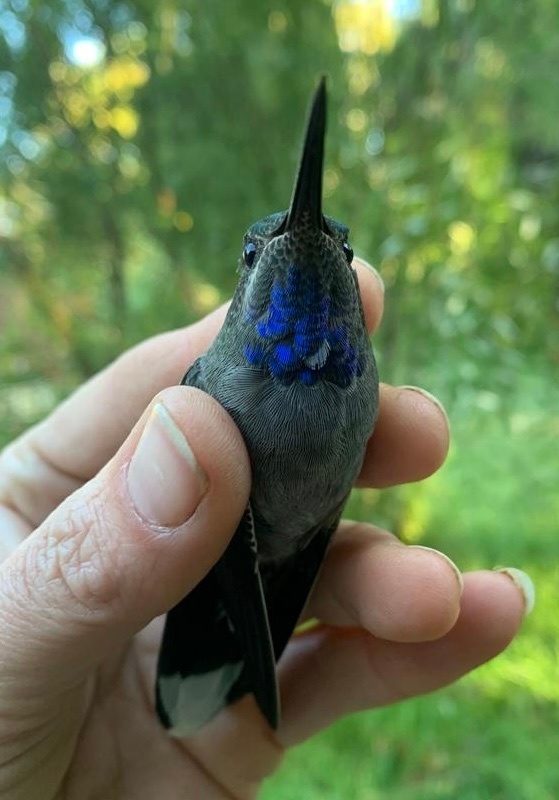 Blue-throated Mountain-gem reference