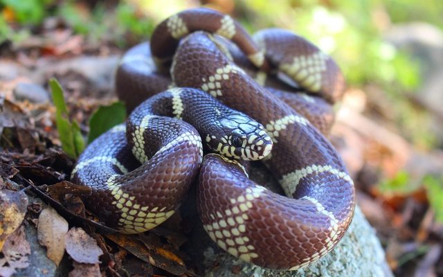California Kingsnake reference
