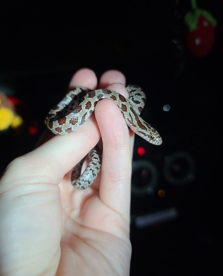 Prairie Kingsnake reference