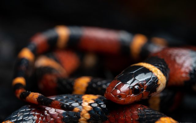 Scarlet Kingsnake reference