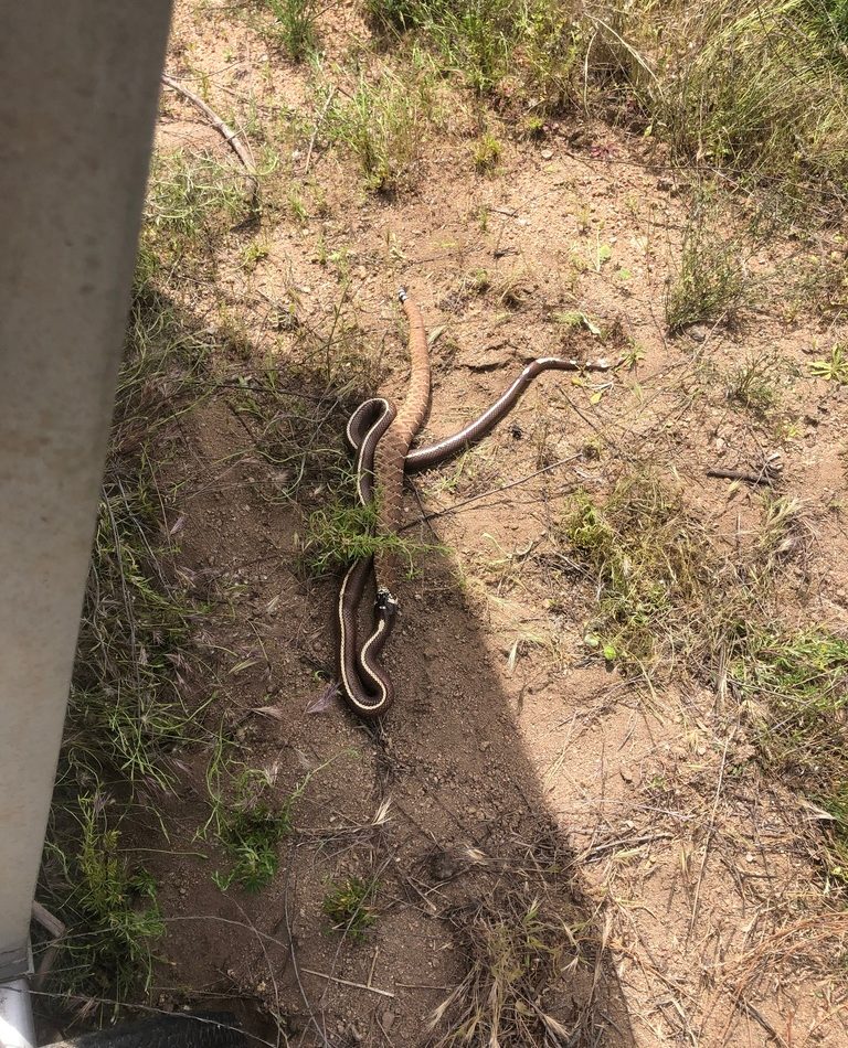 Lampropeltis getula reference