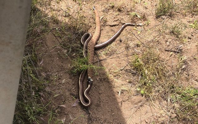 Common Kingsnake reference
