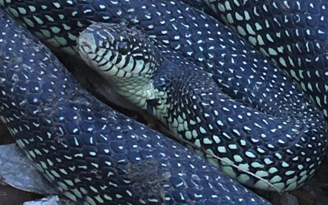 Speckled Kingsnake reference