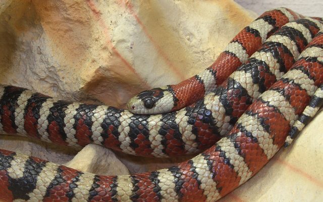 Sonoran Mountain Kingsnake reference