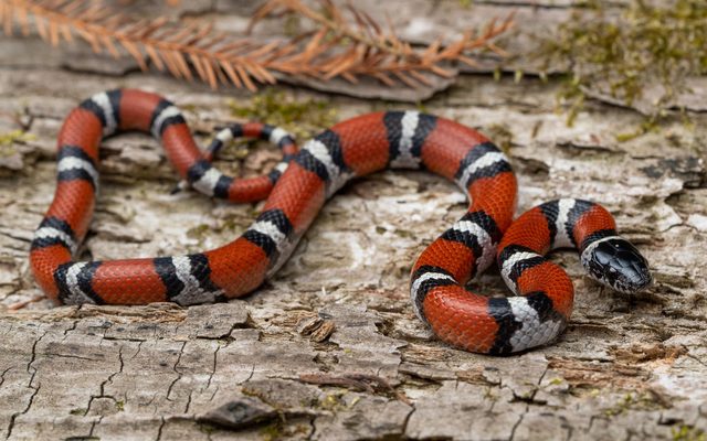 Eastern Milk Snake reference
