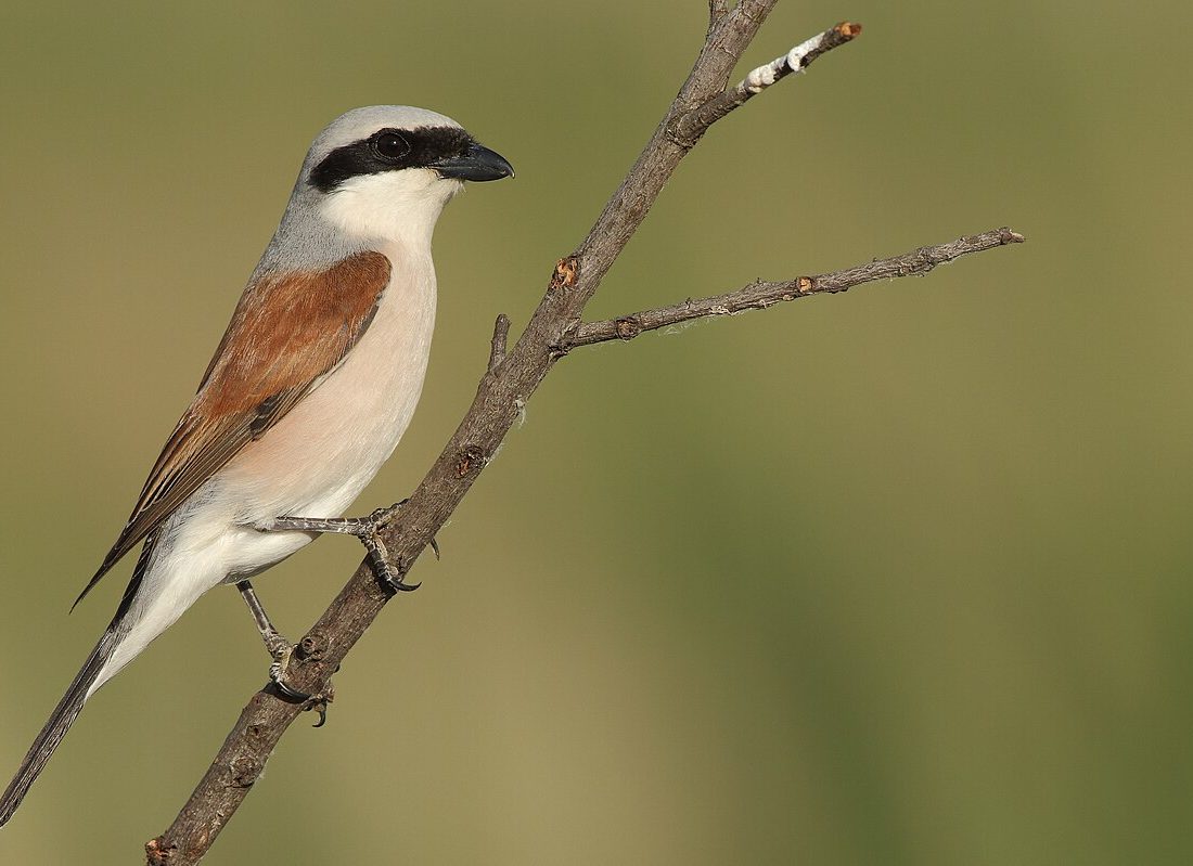 Red-backed Shrike reference