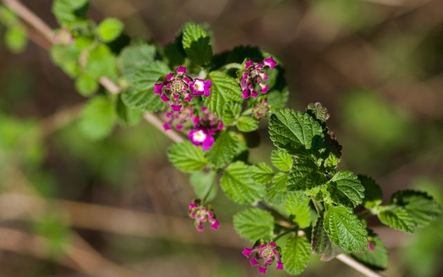 Trailing Lantana reference
