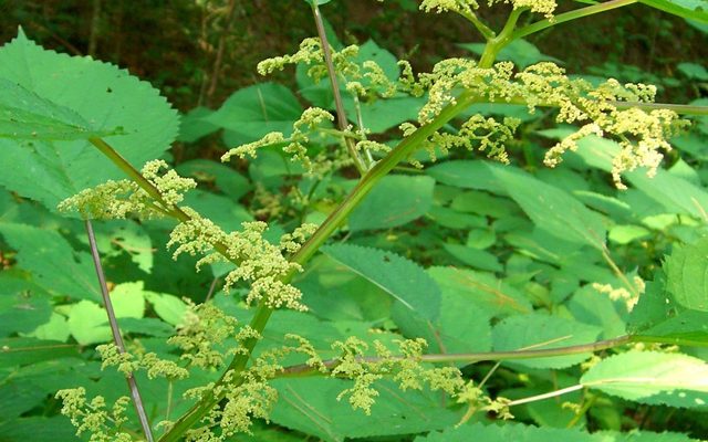 Wood Nettle reference