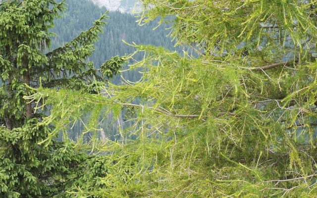 European Larch reference