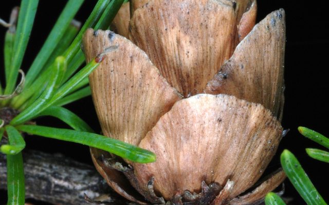 Tamarack reference