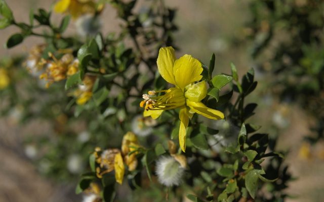 Creosote Bush reference