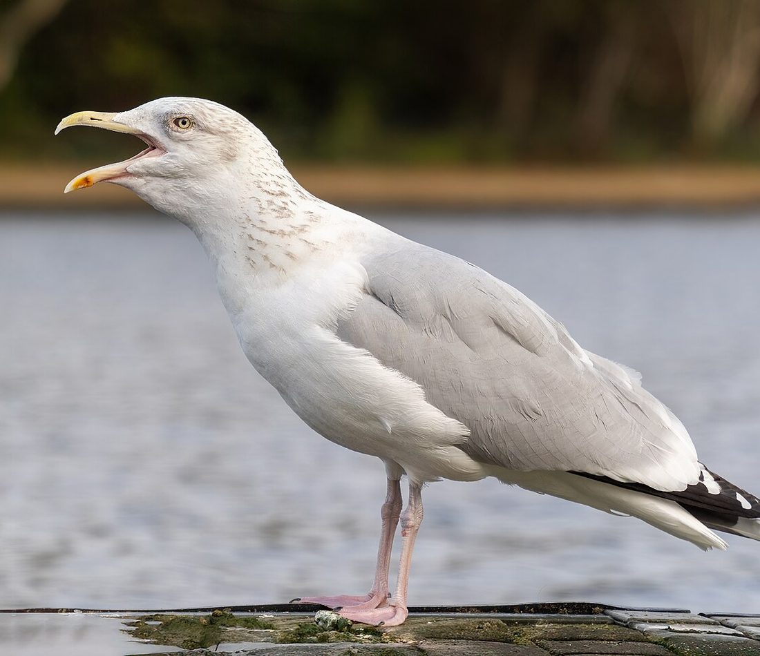 Larus argentatus reference