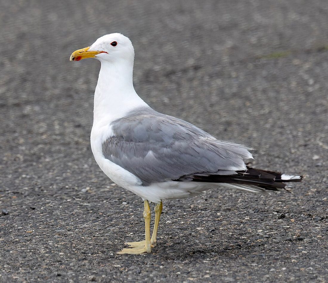 California Gull reference