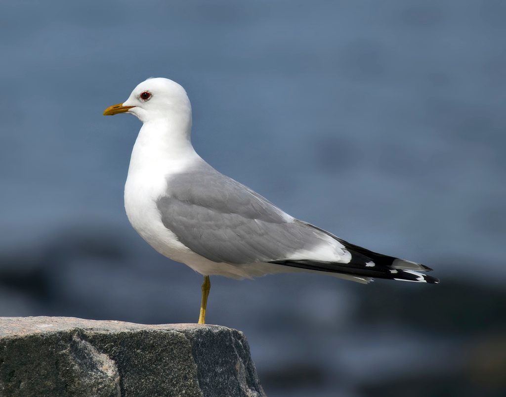 Common Gull reference