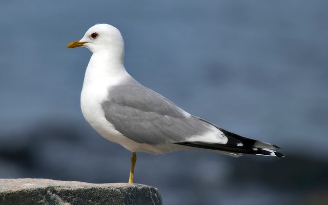 Common Gull reference