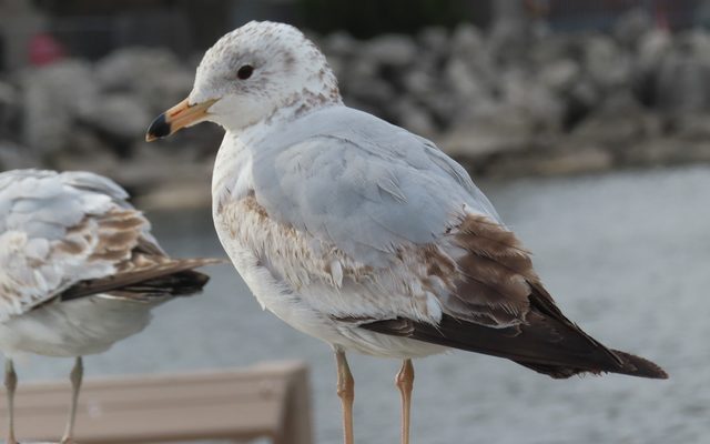 Ring-billed Gull reference