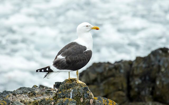 Kelp Gull reference
