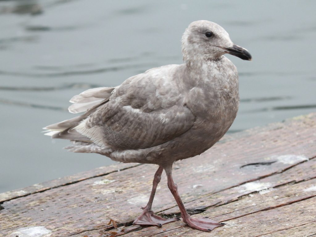 Glaucous-winged Gull reference