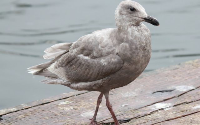 Glaucous-winged Gull reference
