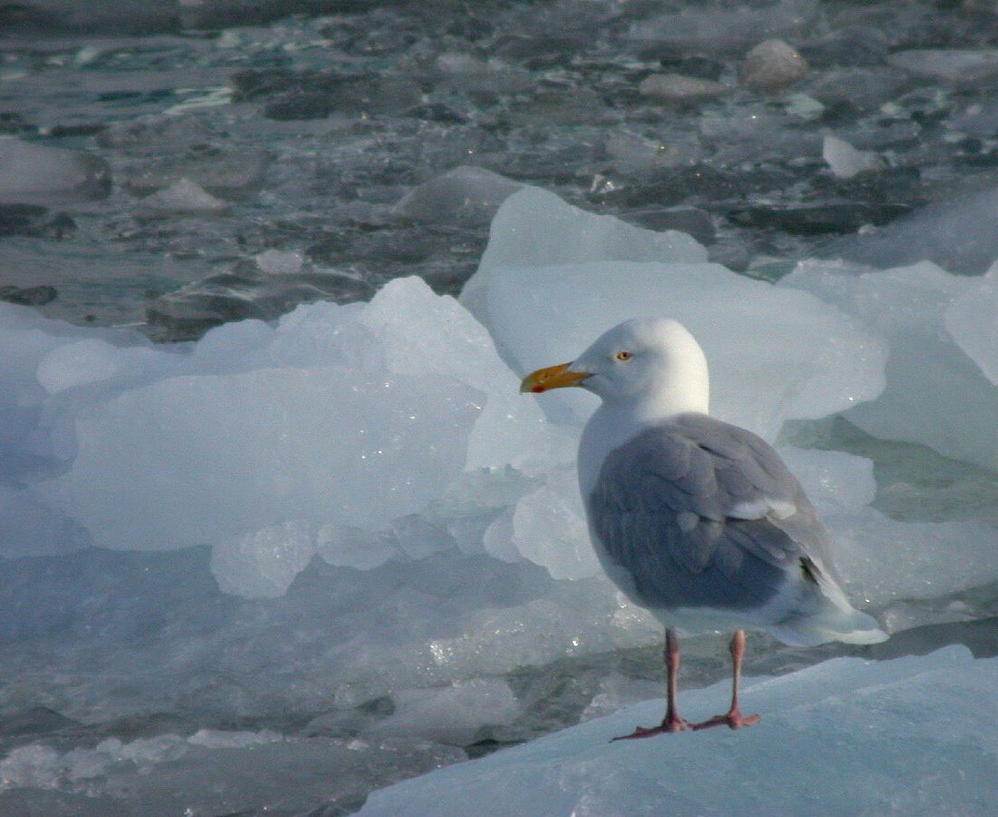 Glaucous Gull reference