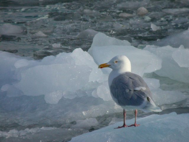 Glaucous Gull reference