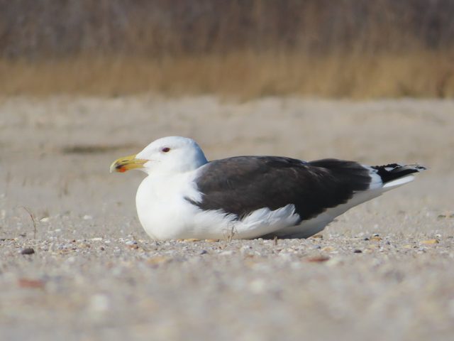 Great Black-backed Gull reference