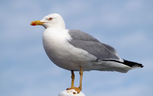 Yellow-legged Gull reference