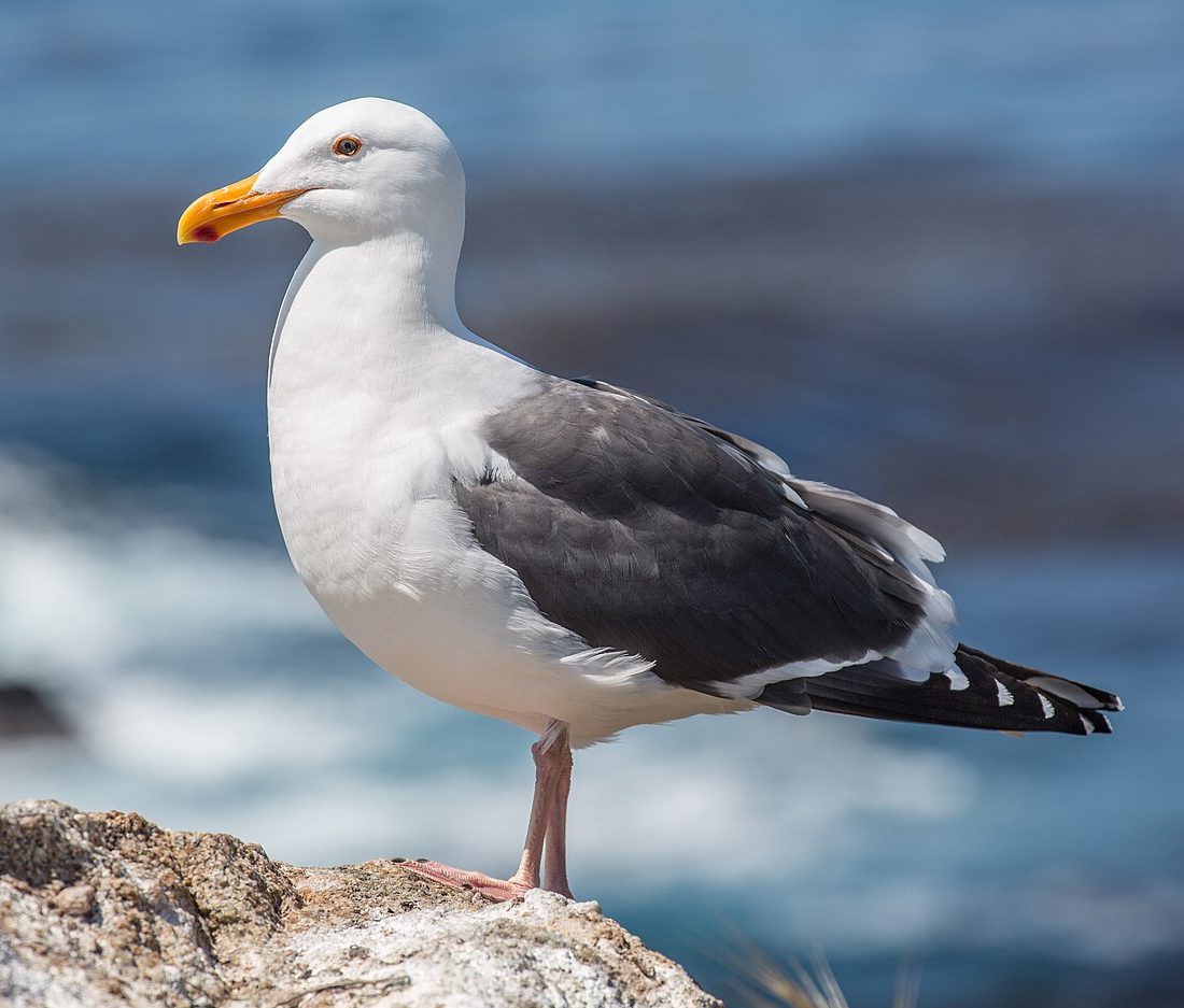 Western Gull reference