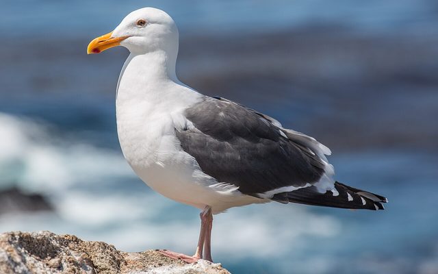 Western Gull reference