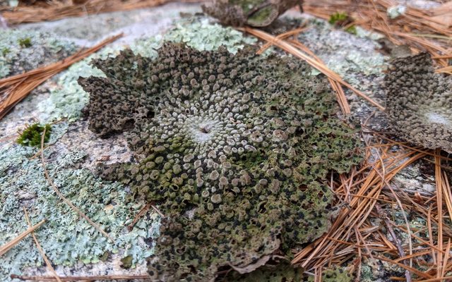 Toad Skin Lichen reference
