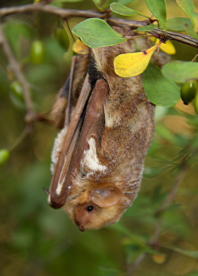 Eastern Red Bat reference