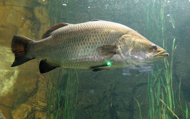 Barramundi reference