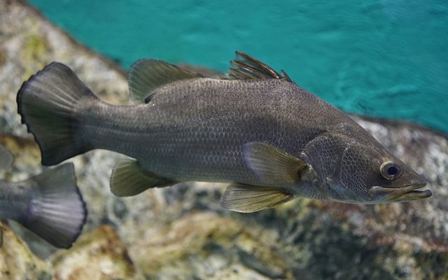 Nile Perch reference